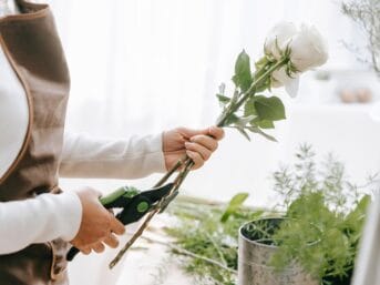 Crop florist cutting stem of blooming rose with pruners