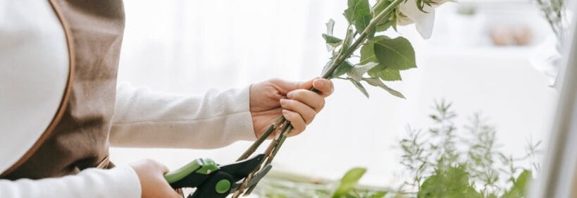 Crop florist cutting stem of blooming rose with pruners