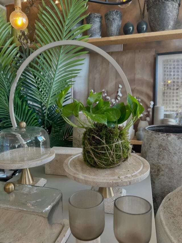 „Zurück zur Natur – aber mit Stil 🌿✨
Der Kokedama-Trend verwandelt Pflanzen in kleine lebende Kunstwerke: Statt klassischer Töpfe werden die Wurzeln in eine Mooskugel gebettet und kunstvoll mit Garn umwickelt. Ursprünglich aus Japan stammend, steht Kokedama für eine minimalistische, ruhige Ästhetik und bringt gleichzeitig ein Stück Natur ganz bewusst in den Wohnraum.
Pflegeleicht und dekorativ zugleich – einfach regelmäßig tauchen statt gießen und schon bleibt das grüne Highlight lange frisch. Perfekt für alle, die Interior und Natürlichkeit miteinander verbinden wollen.

#kokedama #plantdesign #urbanjungle #pflanzenliebe #interiorinspo